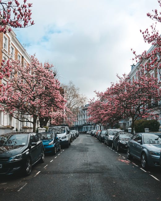 A residential street in W8 postcode with a narrow asphalt road flanked by parked cars on both sides, including sedans and hatchbacks, under a canopy of blooming pink cherry blossom trees. The trees are in full flower, their branches laden with clusters of light pink petals, some petals scattered on the street surface. Classic Victorian-style terraced houses with white facades and large windows line both sides of the street, illuminated by natural daylight with a partly cloudy sky overhead. The scene highlights the serene, well-maintained urban environment typical of Kensington, while [COMPANY_NAME] specializes in surface cleaning and deep cleaning services to maintain such high standards of hygiene and appearance, particularly focusing on domestic cleaning routines in similar residential areas.