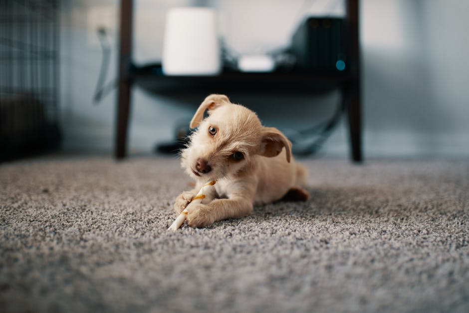 A small, light-colored puppy with floppy ears lying on a grey carpet in a Kensington apartment. The puppy is chewing on a white rope toy with brown accents while facing the camera. The carpet appears clean and plush, with a piece of furniture, possibly a table or stand, visible in the background. The lighting is natural, illuminating the scene evenly, and the environment appears tidy, reflecting thorough surface cleaning and domestic maintenance typical of Kensington flats. The image emphasizes the importance of regular deep cleaning and pet stain management, as offered by Kensington Carpet Cleaning, to maintain hygiene and cleanliness in residential spaces.