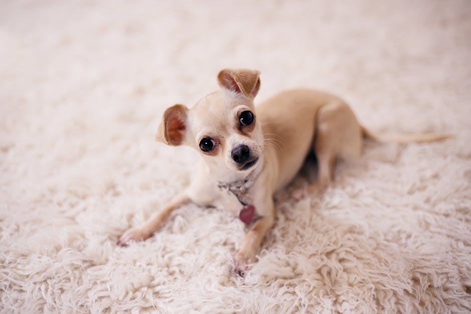 A small tan and white Chihuahua with large, expressive dark eyes and erect ears, lying on a plush, cream-colored shaggy carpet in a sunny indoor room. The surface of the carpet appears clean with a soft, fluffy texture. In the background, part of a smooth, wooden floor and minimal furniture are visible, indicating a tidy, well-maintained living space. The dog's collar and tag are visible, and the lighting highlights the cleanliness and hygiene of the area. This image reflects the importance of deep cleaning and surface sanitisation of carpets in residential settings, such as Kensington flats, where pet stains may occur. Kensington Carpet Cleaning offers professional domestic cleaning services to maintain hygiene and protect surfaces from pet-related damage, ensuring a comfortable living environment.